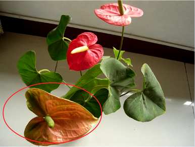 红掌花怎么养才红得好，红掌怎么养花颜色更鲜艳更红