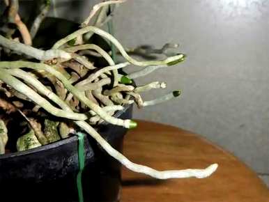 视频中蝴蝶兰的种植方法和技巧，蝴蝶兰的种植方法和技巧