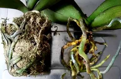 视频中蝴蝶兰的种植方法和技巧，蝴蝶兰的种植方法和技巧