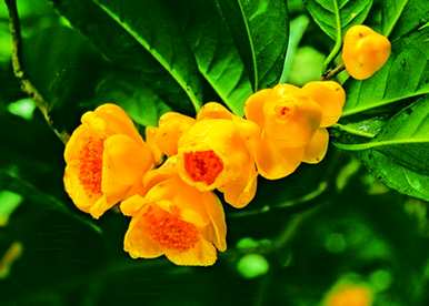 它被称为植物活化石。植物活化石是什么？