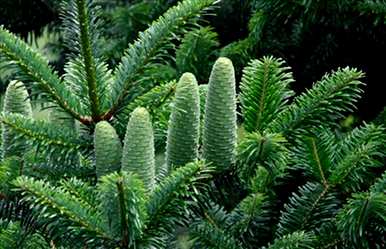 它被称为植物活化石。植物活化石是什么？