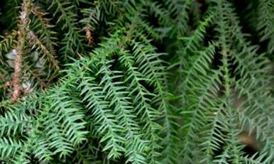 它被称为植物活化石。植物活化石是什么？