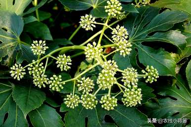 八角树能在北方生长吗？八角树的种植方法
