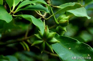 八角树能在北方生长吗？八角树的种植方法
