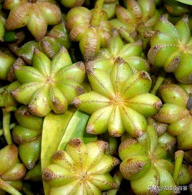 八角树能在北方生长吗？八角树的种植方法