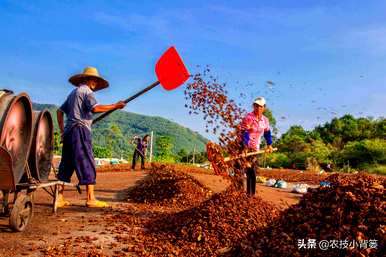 八角树能在北方生长吗？八角树的种植方法
