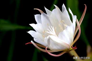 九月开什么花，九月开什么花？