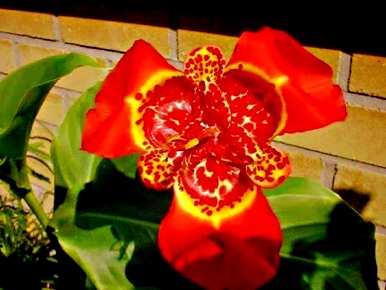 虎花的花语是什么，红虎花的花语和寓意是什么？