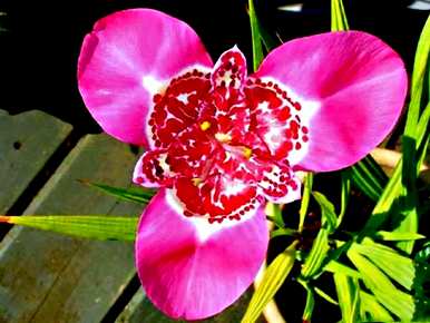 虎花的花语是什么，红虎花的花语和寓意是什么？