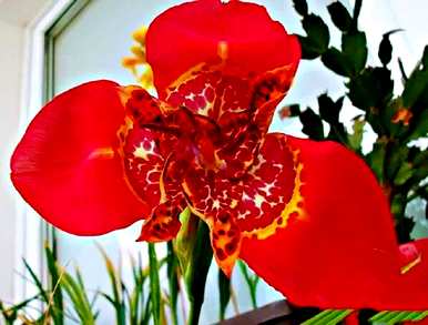 虎花的花语是什么，红虎花的花语和寓意是什么？