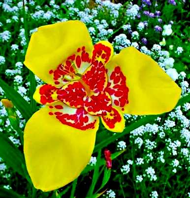虎花的花语是什么，红虎花的花语和寓意是什么？