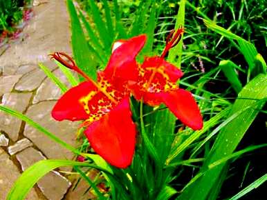 虎花的花语是什么，红虎花的花语和寓意是什么？