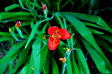 虎花的花语是什么，红虎花的花语和寓意是什么？