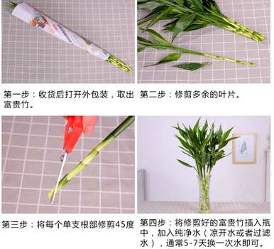 如何养富贵竹，鱼缸养富贵竹