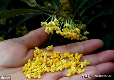 如何在北方种植桂花树的时间和方法？