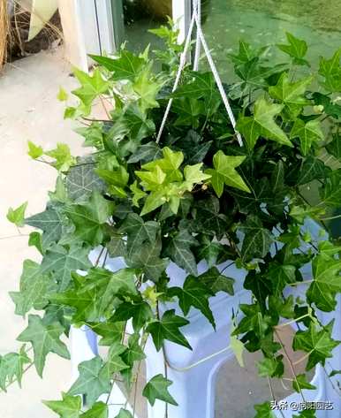 吸收二氧化碳的植物有哪些，吸收二氧化碳的植物有哪些？