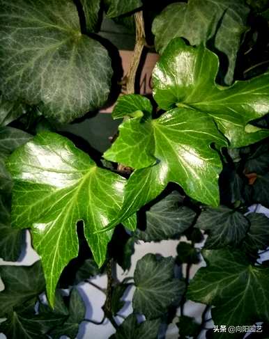 吸收二氧化碳的植物有哪些，吸收二氧化碳的植物有哪些？