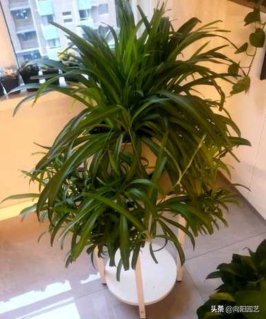 吸收二氧化碳的植物有哪些，吸收二氧化碳的植物有哪些？