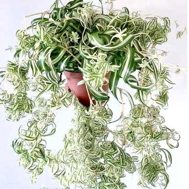 哪些室内绿叶植物容易饲养，哪些绿叶植物容易饲养？