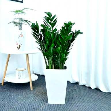 哪些室内绿叶植物容易饲养，哪些绿叶植物容易饲养？