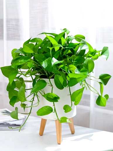 哪些室内绿叶植物容易饲养，哪些绿叶植物容易饲养？