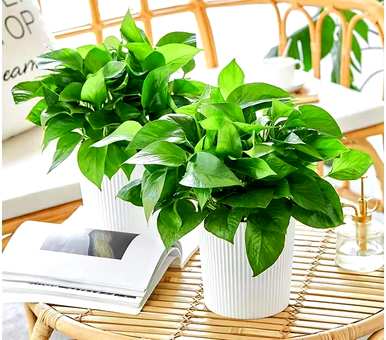 哪些室内绿叶植物容易饲养，哪些绿叶植物容易饲养？