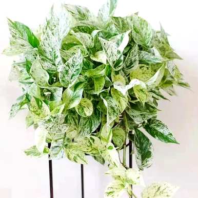 哪些室内绿叶植物容易饲养，哪些绿叶植物容易饲养？