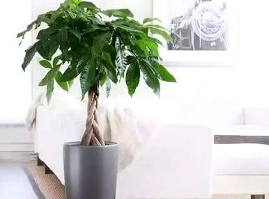 哪些室内绿叶植物容易饲养，哪些绿叶植物容易饲养？