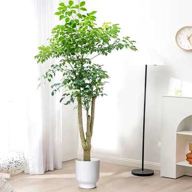 哪些室内绿叶植物容易饲养，哪些绿叶植物容易饲养？