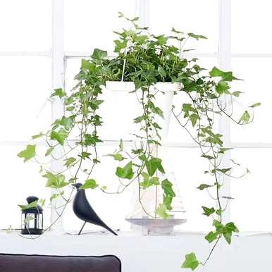 哪些室内绿叶植物容易饲养，哪些绿叶植物容易饲养？