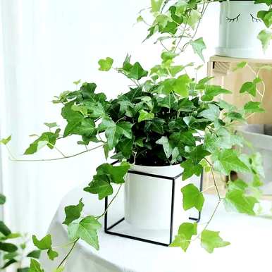 哪些室内绿叶植物容易饲养，哪些绿叶植物容易饲养？