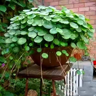 哪些室内绿叶植物容易饲养，哪些绿叶植物容易饲养？