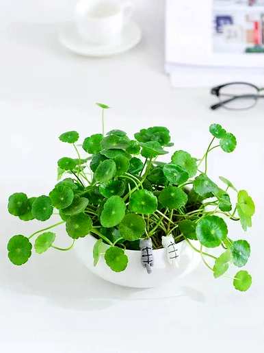 哪些室内绿叶植物容易饲养，哪些绿叶植物容易饲养？