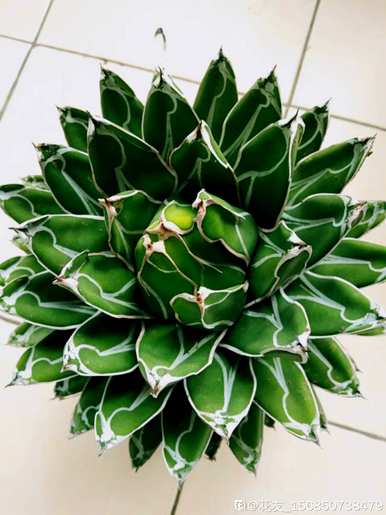 龙舌兰花的含义是什么？龙舌兰各种花的名字是什么？