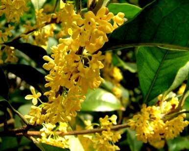 四季桂花树盆栽怎么养？四季桂花树盆栽怎么养？