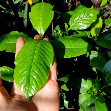 栀子花什么时候开花，栀子花什么时候开花？
