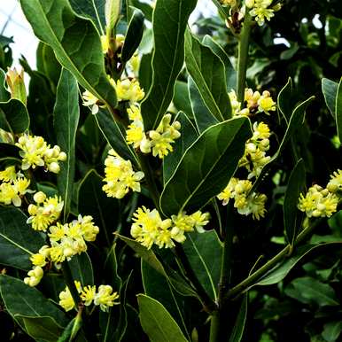 四季桂花树盆栽怎么养？四季桂花树盆栽怎么养？