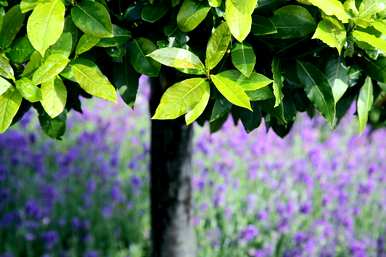 四季桂花树盆栽怎么养？四季桂花树盆栽怎么养？