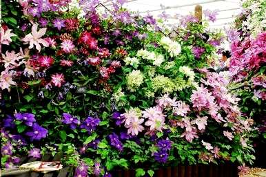 藤本植物有哪些树种，藤本植物有哪些树种？