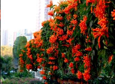 藤本植物有哪些树种，藤本植物有哪些树种？