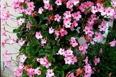 藤本植物有哪些树种，藤本植物有哪些树种？