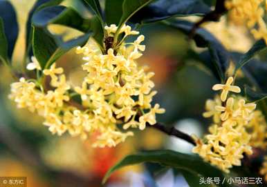 种植桂花树需要注意哪些问题？室内养桂花树需要注意什么？