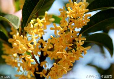 种植桂花树需要注意哪些问题？室内养桂花树需要注意什么？