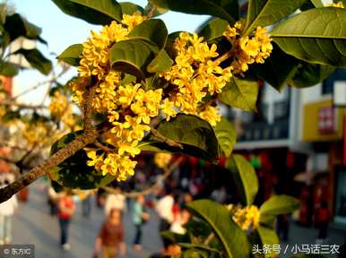 种植桂花树需要注意哪些问题？室内养桂花树需要注意什么？