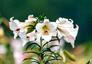 百合花花期多长时间水养，百合花期多长时间