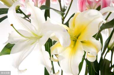 百合花花期多长时间水养，百合花期多长时间