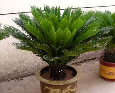 荷兰铁树育种方法，铁树育种方法如何