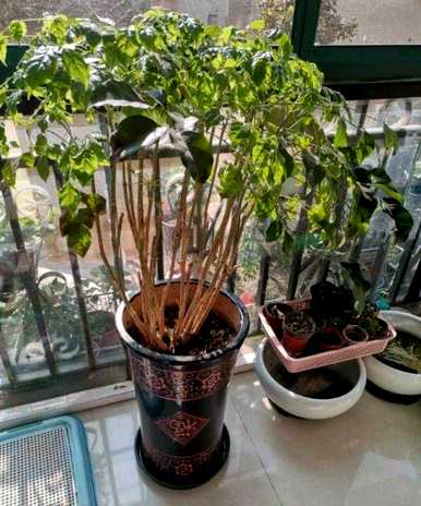如何维护和管理幸福树，如何维护和管理幸福树盆景