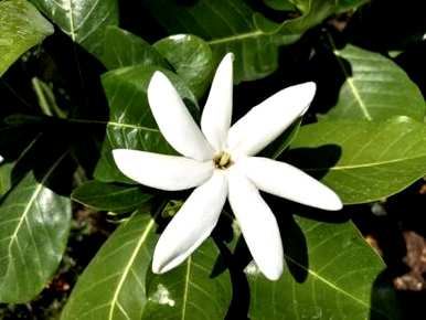 栀子花在秋冬季节上盆，栀子花秋冬季节如何养护