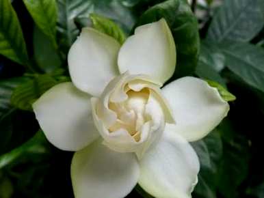 栀子花在秋冬季节上盆，栀子花秋冬季节如何养护